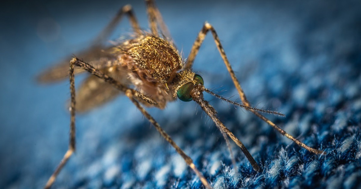 How Do You Prevent & Treat Malaria?